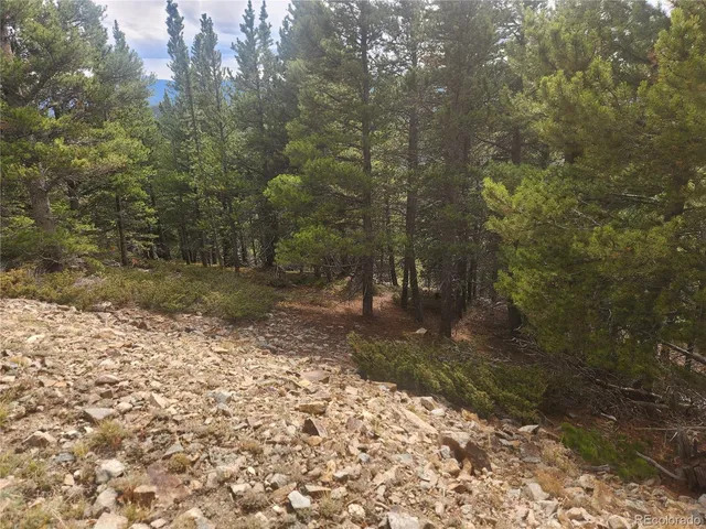 a view of a forest filled with trees
