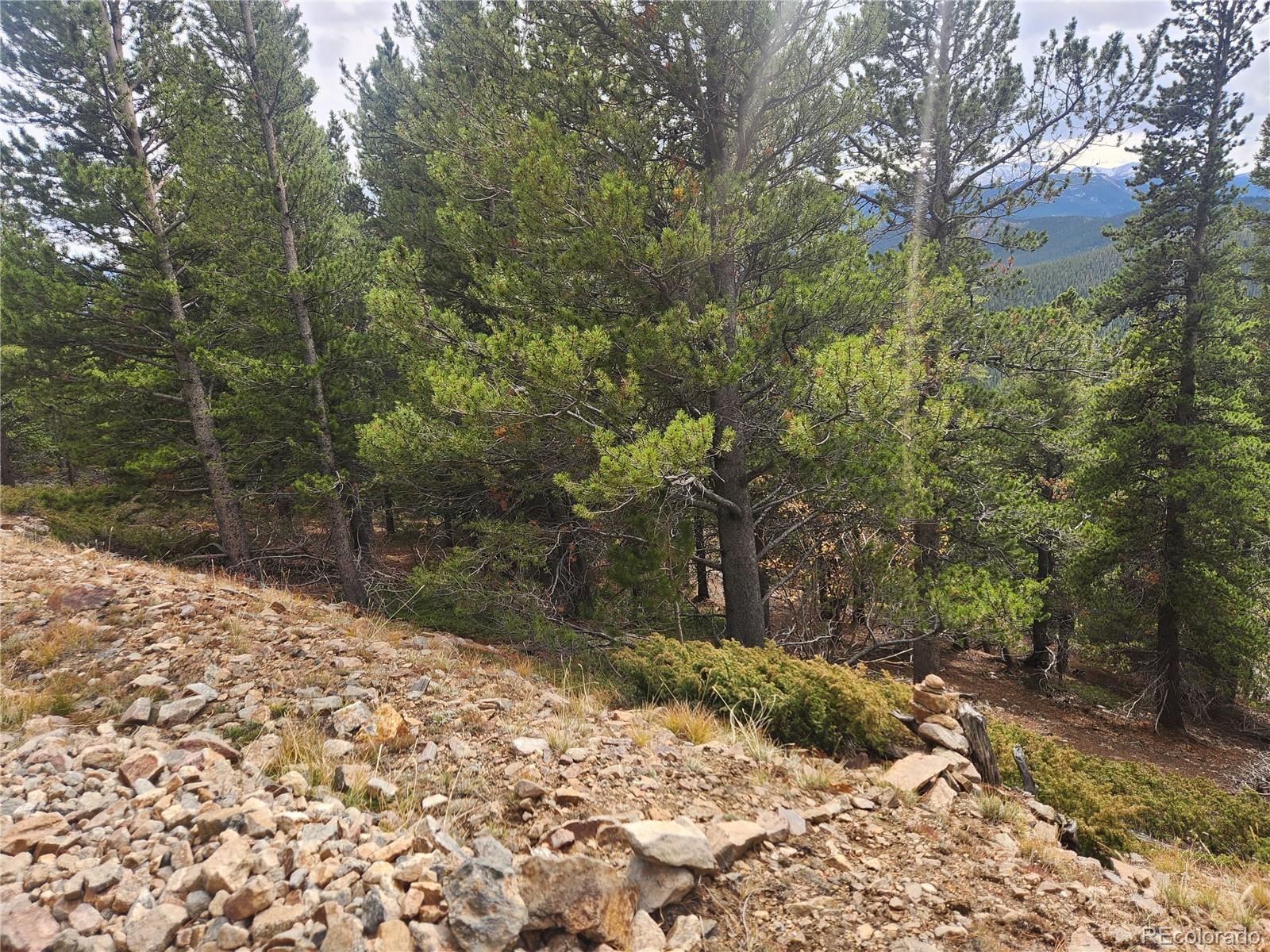491 Hilltop Road Idaho Springs, CO 80452 - Photo 16 of 19 a view of a yard with trees