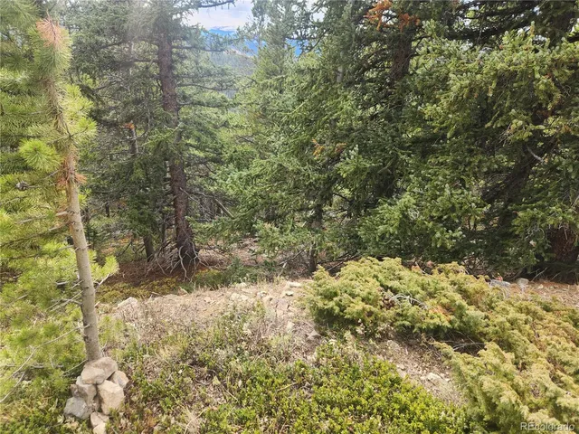 a view of a yard with trees