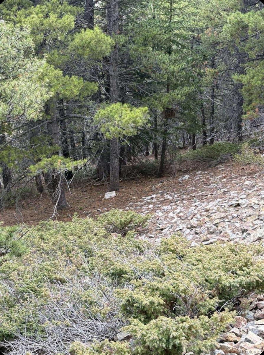 491 Hilltop Road Idaho Springs, CO 80452 - Photo 4 of 19 a backyard of a house with lots of green space