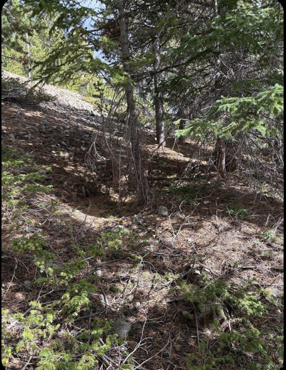 491 Hilltop Road Idaho Springs, CO 80452 - Photo 6 of 19 a view of a tree