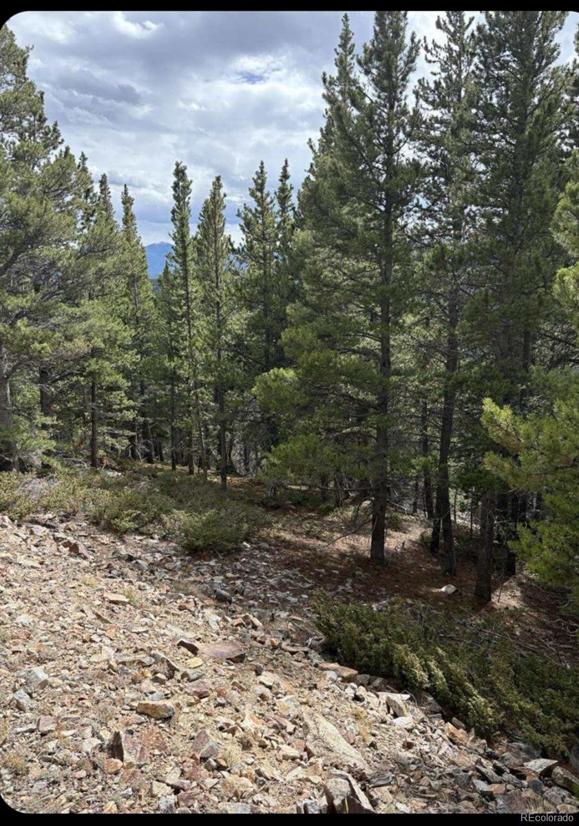 491 Hilltop Road Idaho Springs, CO 80452 - Photo 10 of 19 a view of a forest with trees in the background