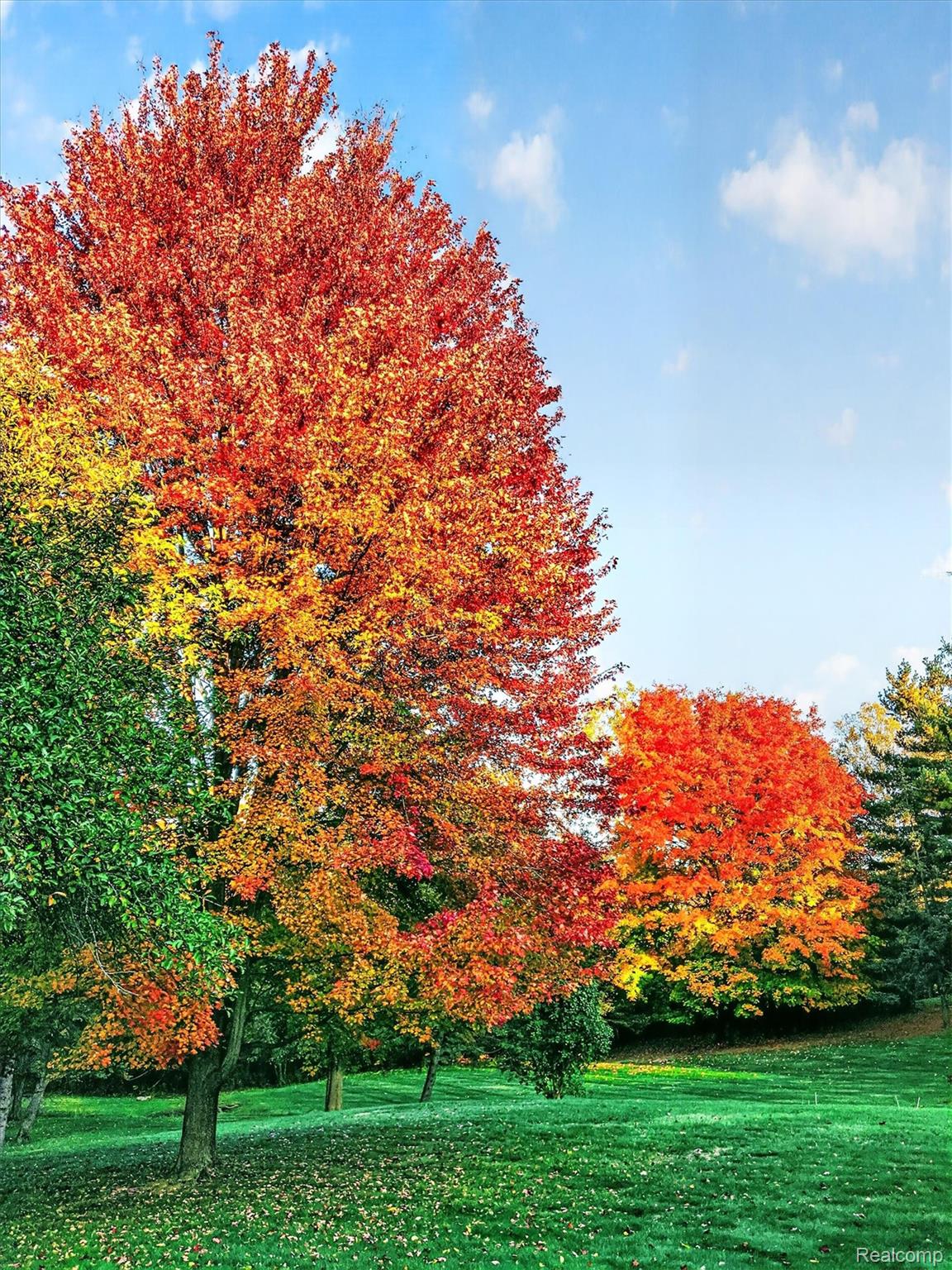 7186 East River Road Flushing, MI 48433 - Photo 42 of 47 70-7186-E-River-Rd-fall-foliage-full-bloom.jpg