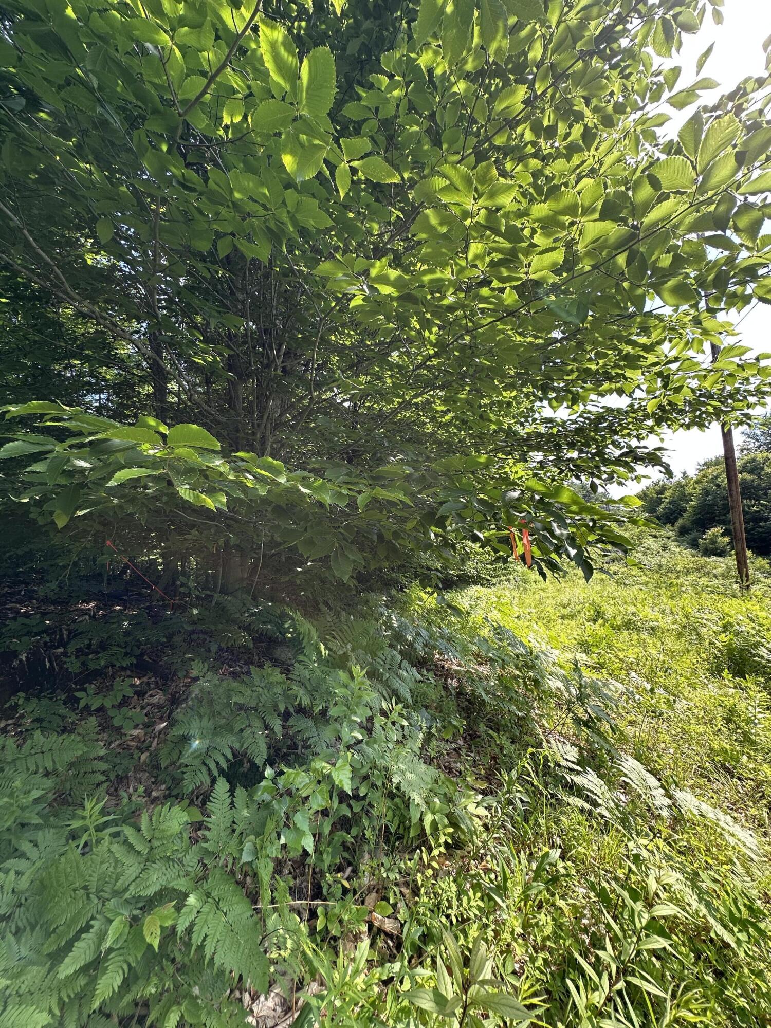 Lot 020 Canton Mountain Road Jay, ME 04239 - Photo 5 of 7