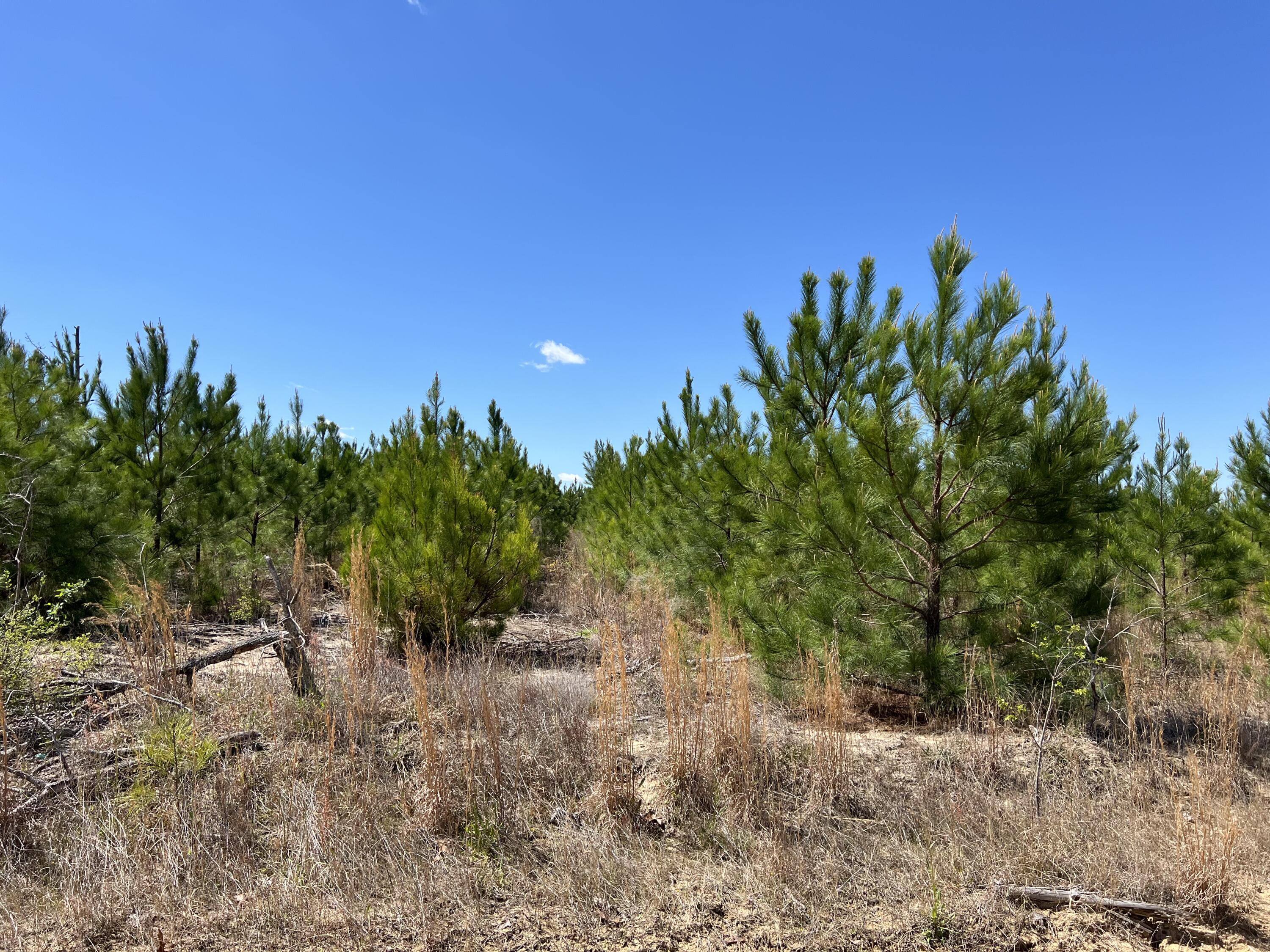 2919 Porter Road Cassatt, SC 29032 - Photo 2 of 8 Photo Apr 12, 12 09 37 PM