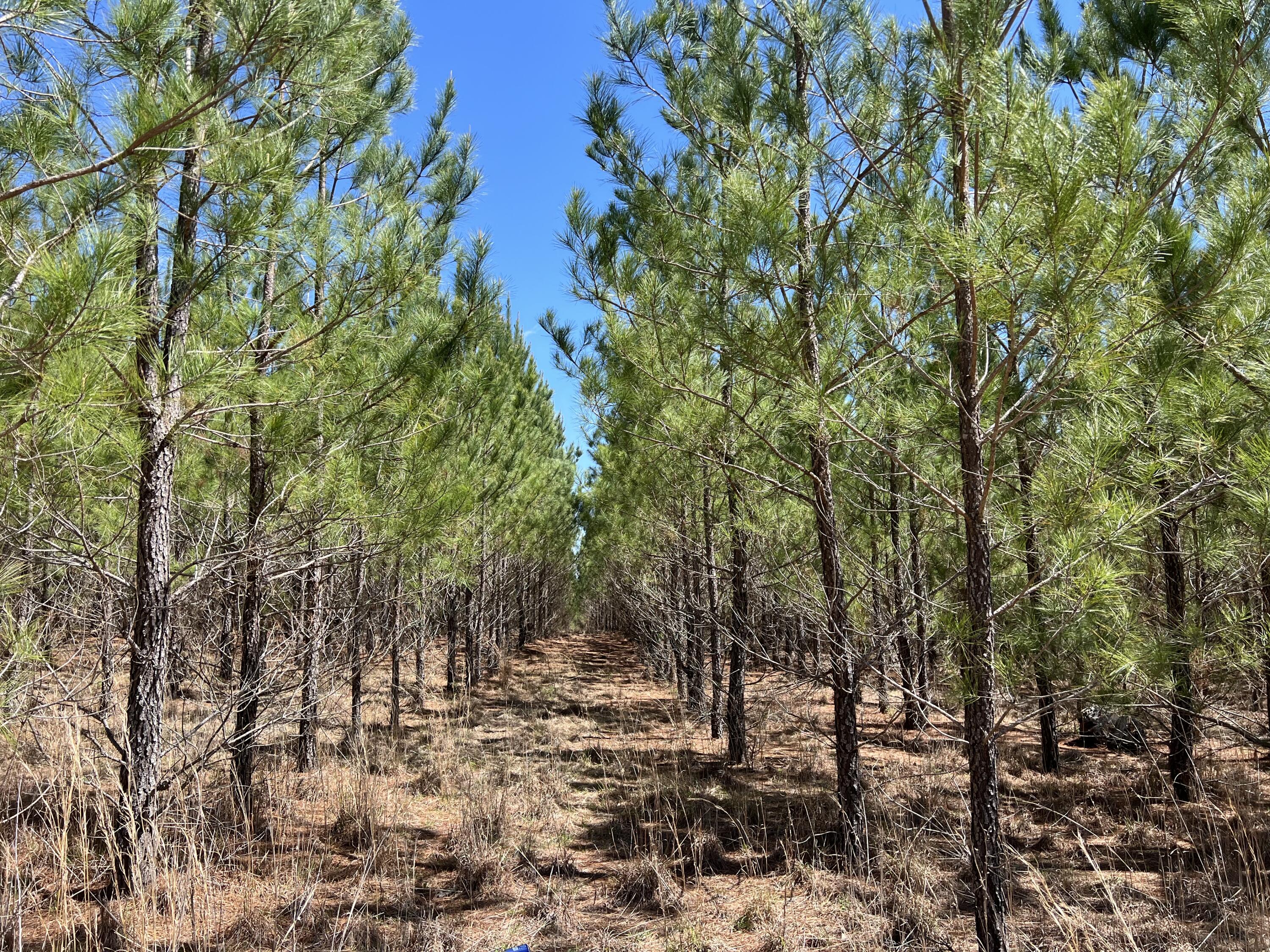 2919 Porter Road Cassatt, SC 29032 - Photo 7 of 8 Photo Apr 12, 11 55 31 AM