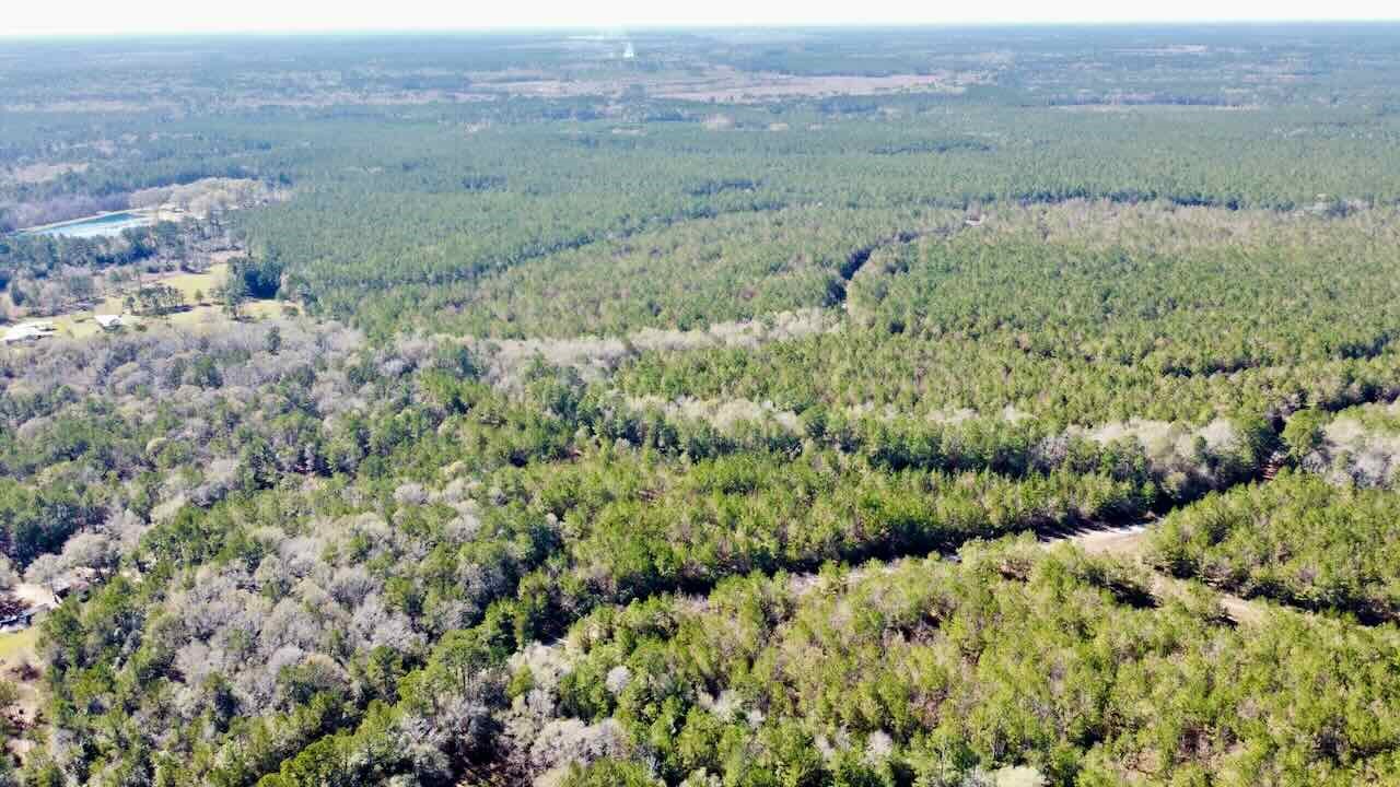 0 Fm 1003 Kountze, TX 77625 - Photo 7 of 15 a view of a lush green and green field