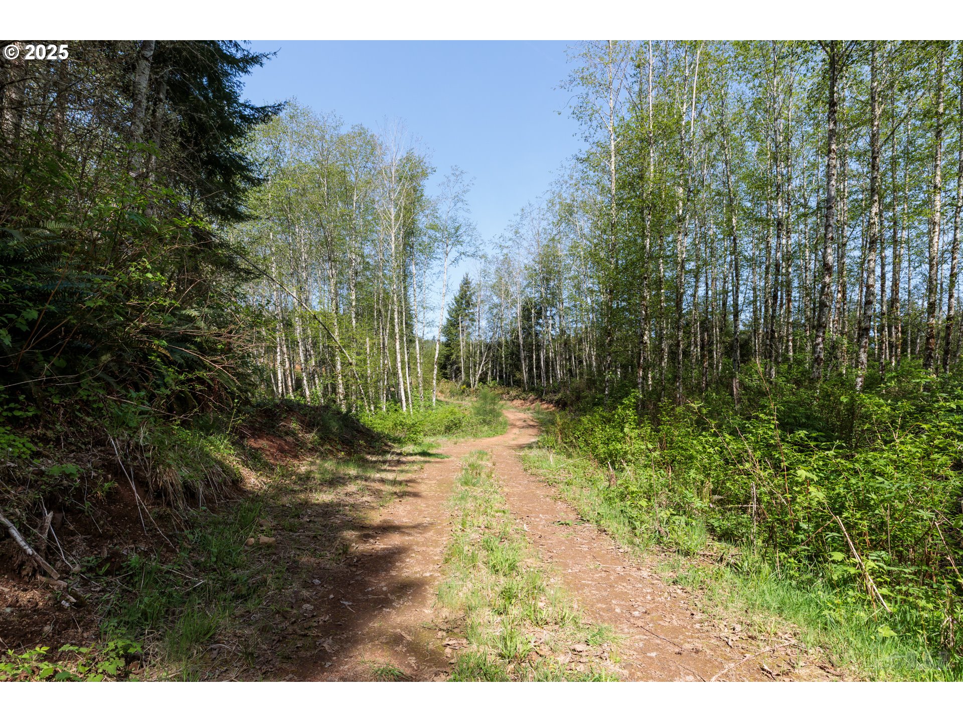 0 Conyers Creek Road Clatskanie, OR 97016 - Photo 13 of 13 a view of a yard with plants and large trees