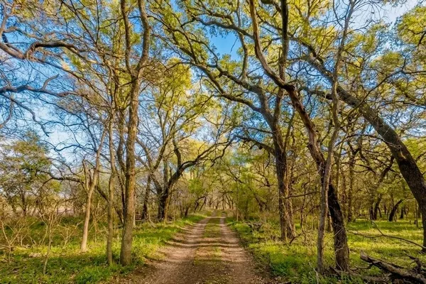 a view of a big yard with plants and large trees