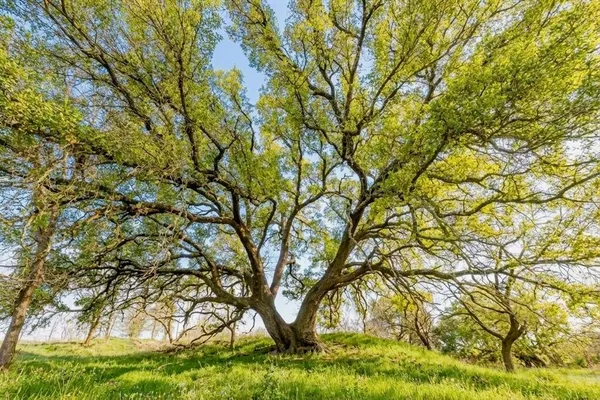a big yard with plants and large trees
