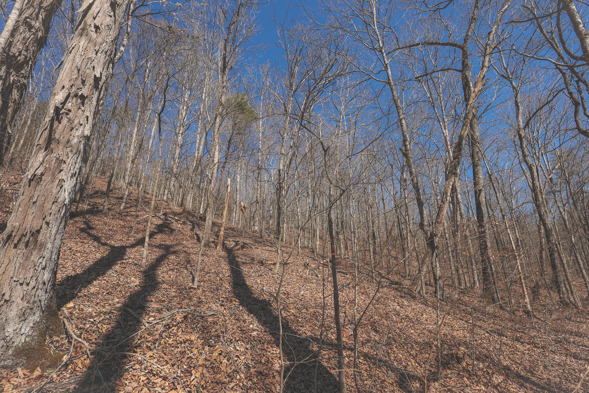 0 Fisher Hollow Road Georgetown, TN 37336 - Photo 19 of 81 Gallery Image 19