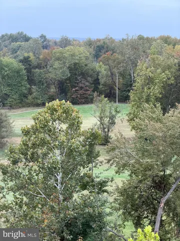 a view of a lush green forest with trees in the background