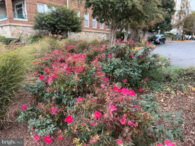 a view of yard with flowers and trees