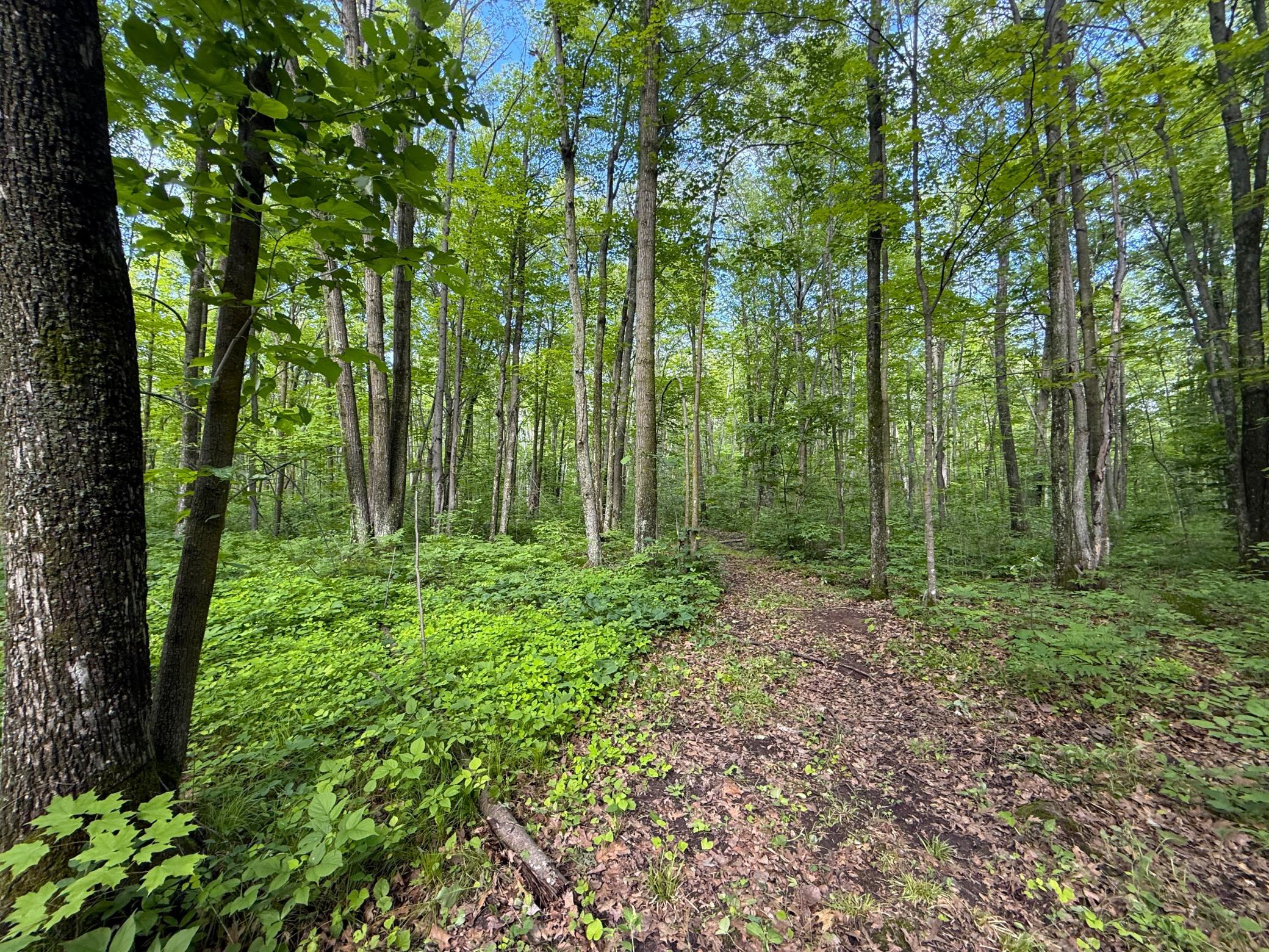 Xxx McGrew Road Isle, MN 56342 - Photo 21 of 92