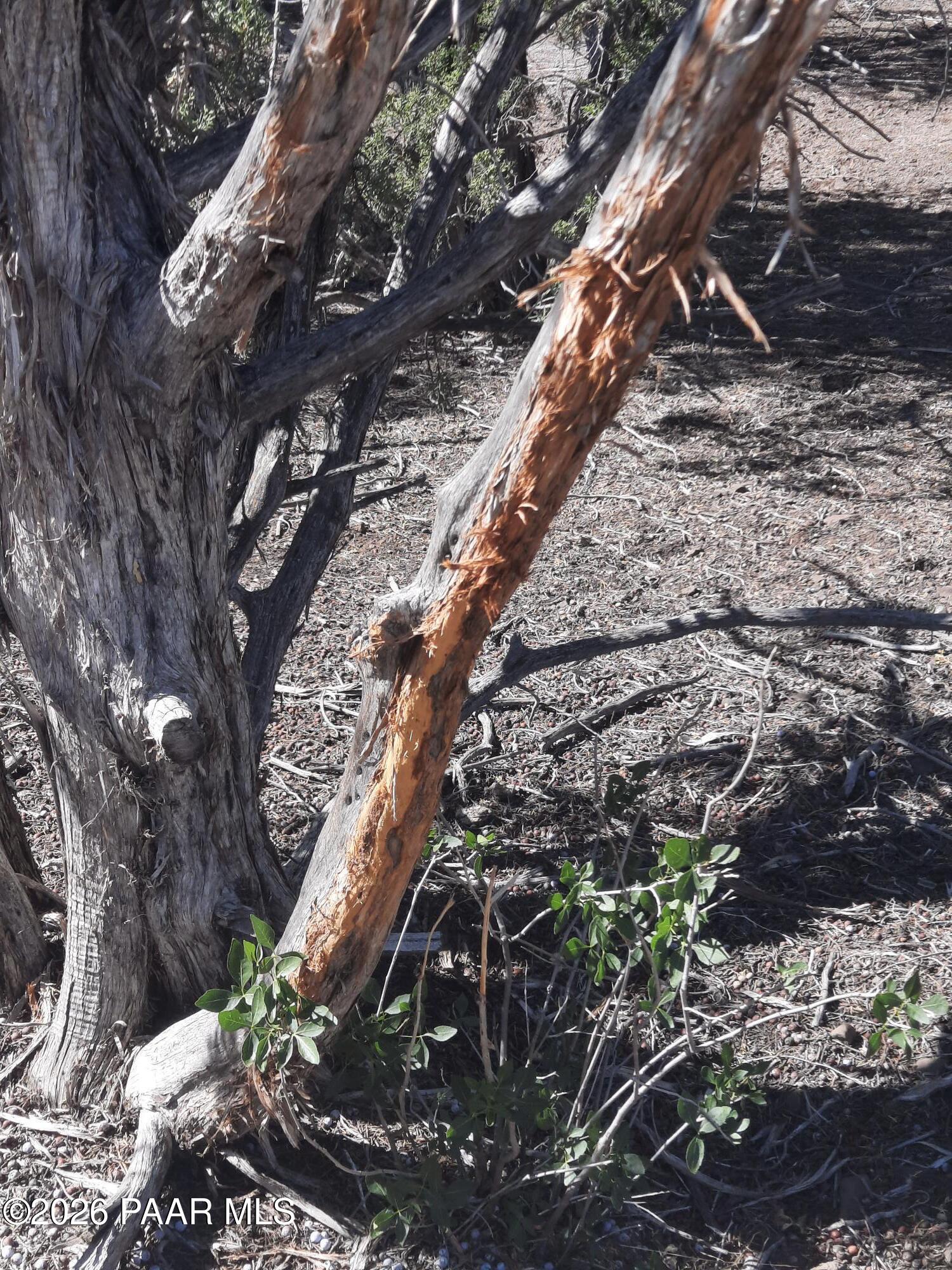 Lot 860 Fort Rock Road Kingman, AZ 86401 - Photo 12 of 20 a view of an outdoor space with a tree