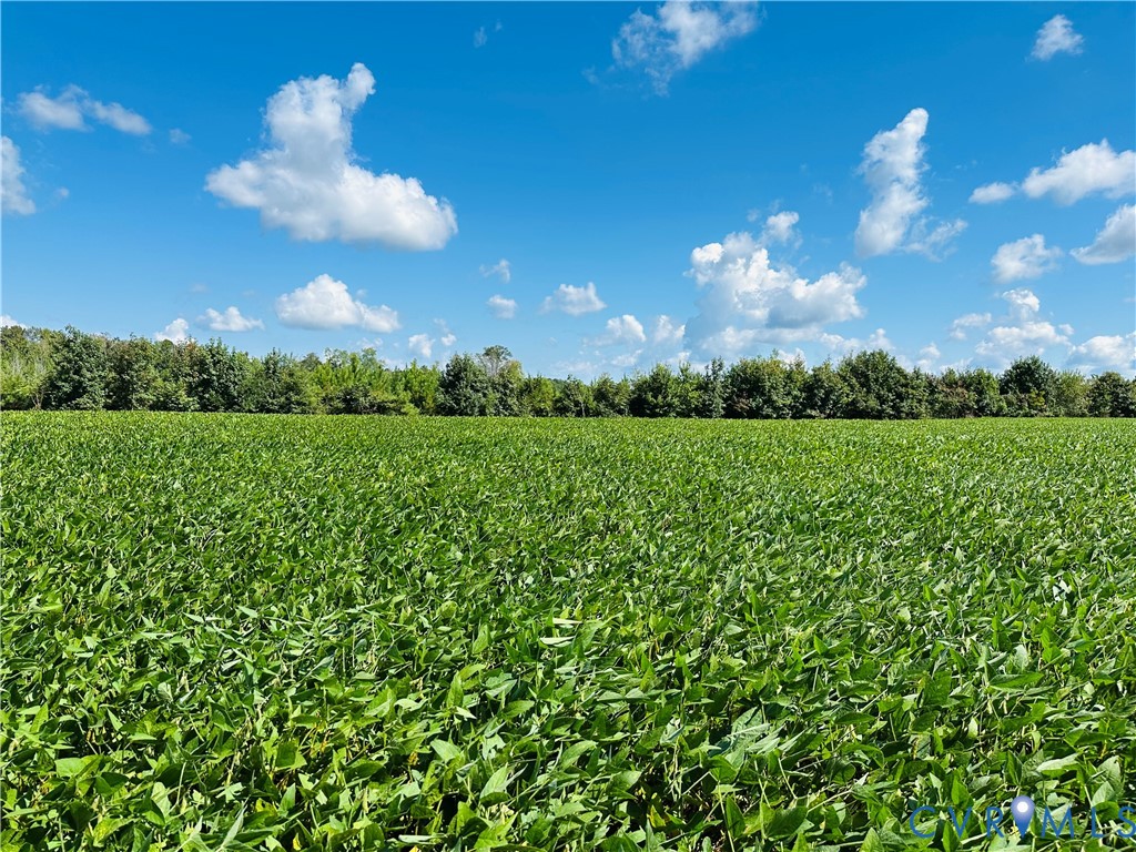 a view of a big yard with plants and a large tree