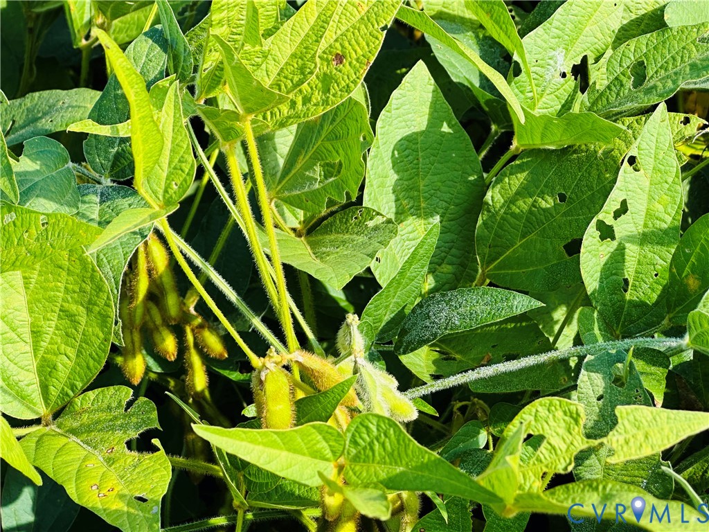 68-0 Puddledock Road Prince George, VA 23875 - Photo 16 of 20 a backyard of a bunch of flowers