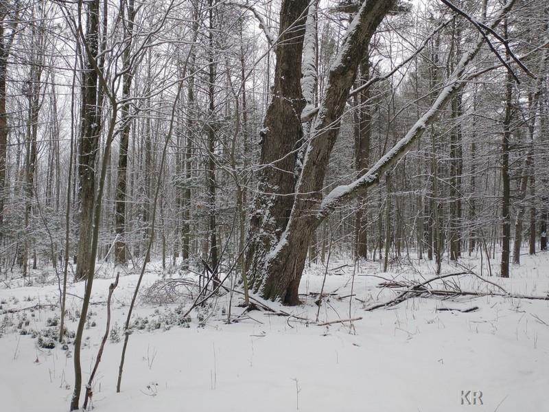 40-acres Hottis Road Whittemore, MI 48770 - Photo 8 of 23
