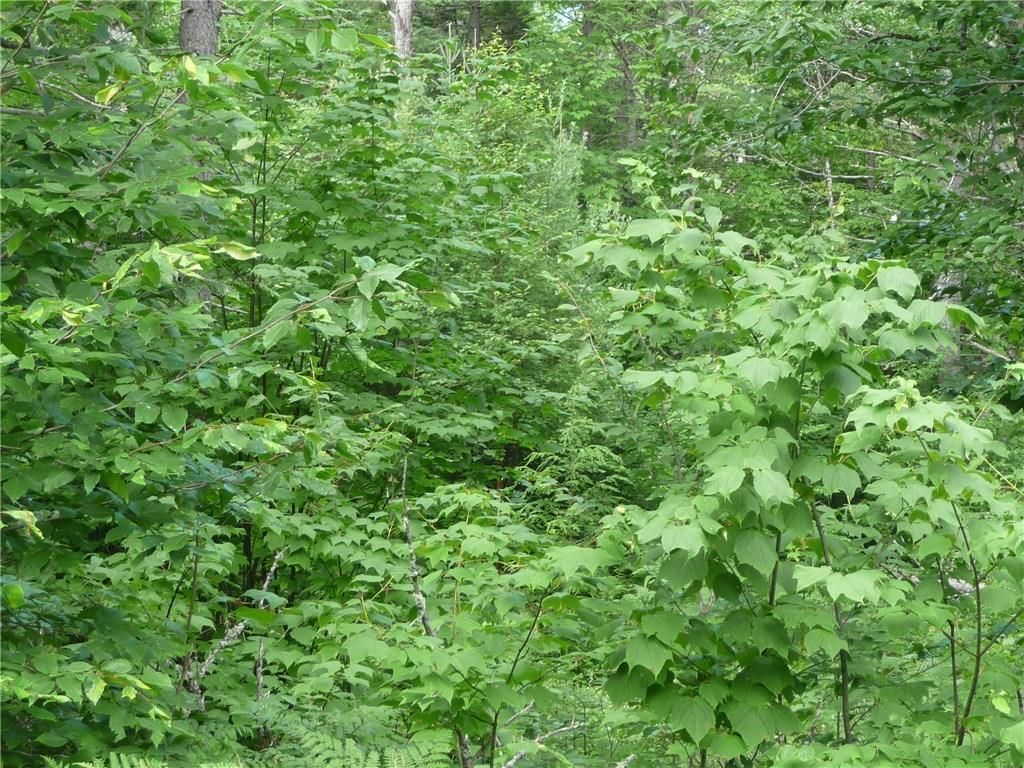 2032 Hillside Road Kingfield, ME 04947 - Photo 6 of 10 More greenery