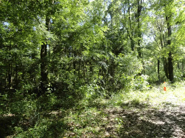 a view of a lush green forest
