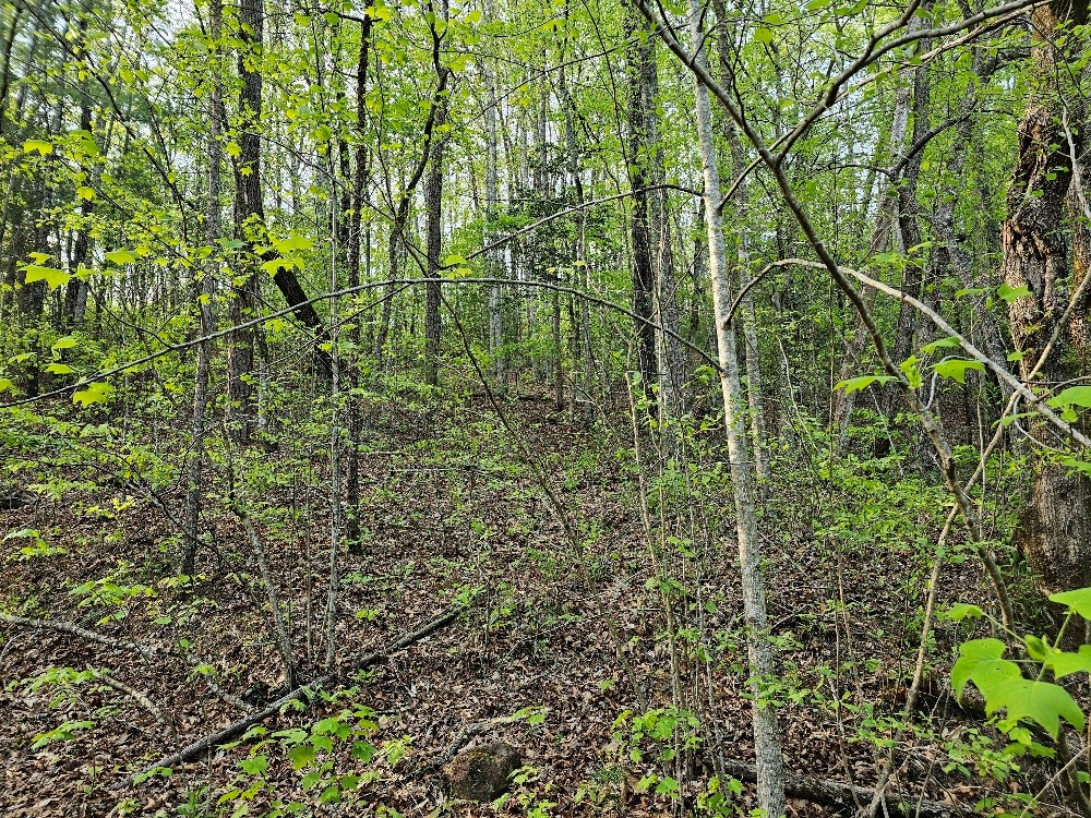 22.39-ac Johnson Creek Road Murphy, NC 28906 - Photo 11 of 21 Gallery Image 11
