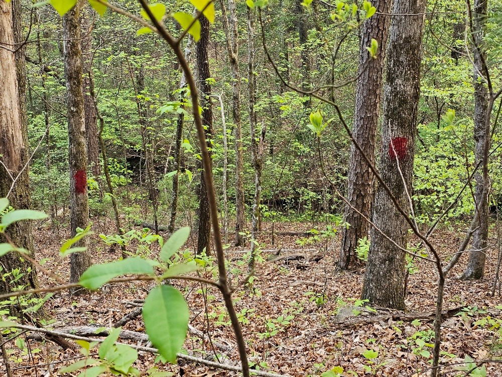 22.39-ac Johnson Creek Road Murphy, NC 28906 - Photo 15 of 21 Gallery Image 15
