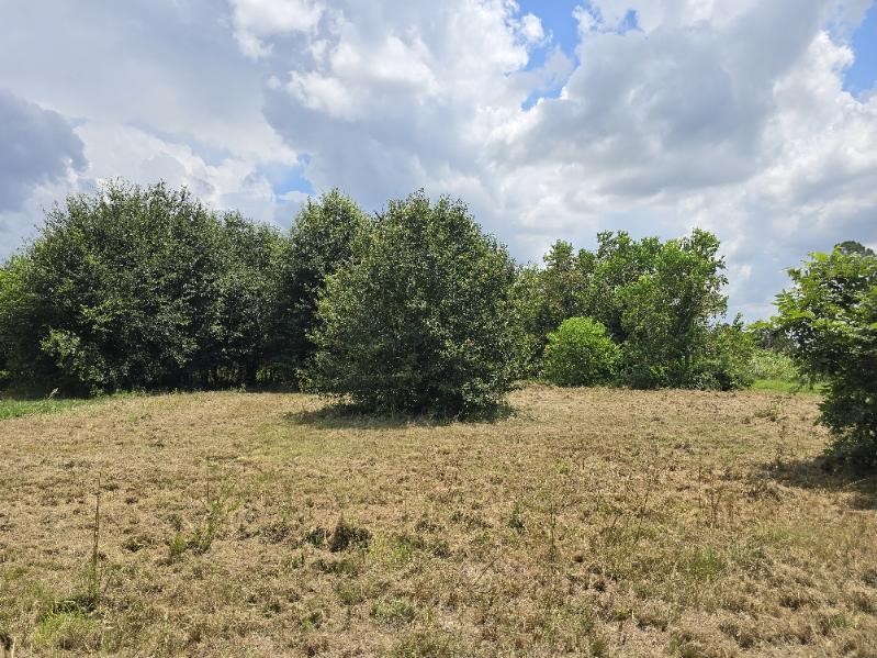 20736 Pearl Street Prairie View, TX 77484 - Photo 2 of 4 a view of a yard with a pathway