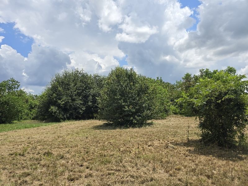20736 Pearl Street Prairie View, TX 77484 - Photo 3 of 4 a view of outdoor space and yard
