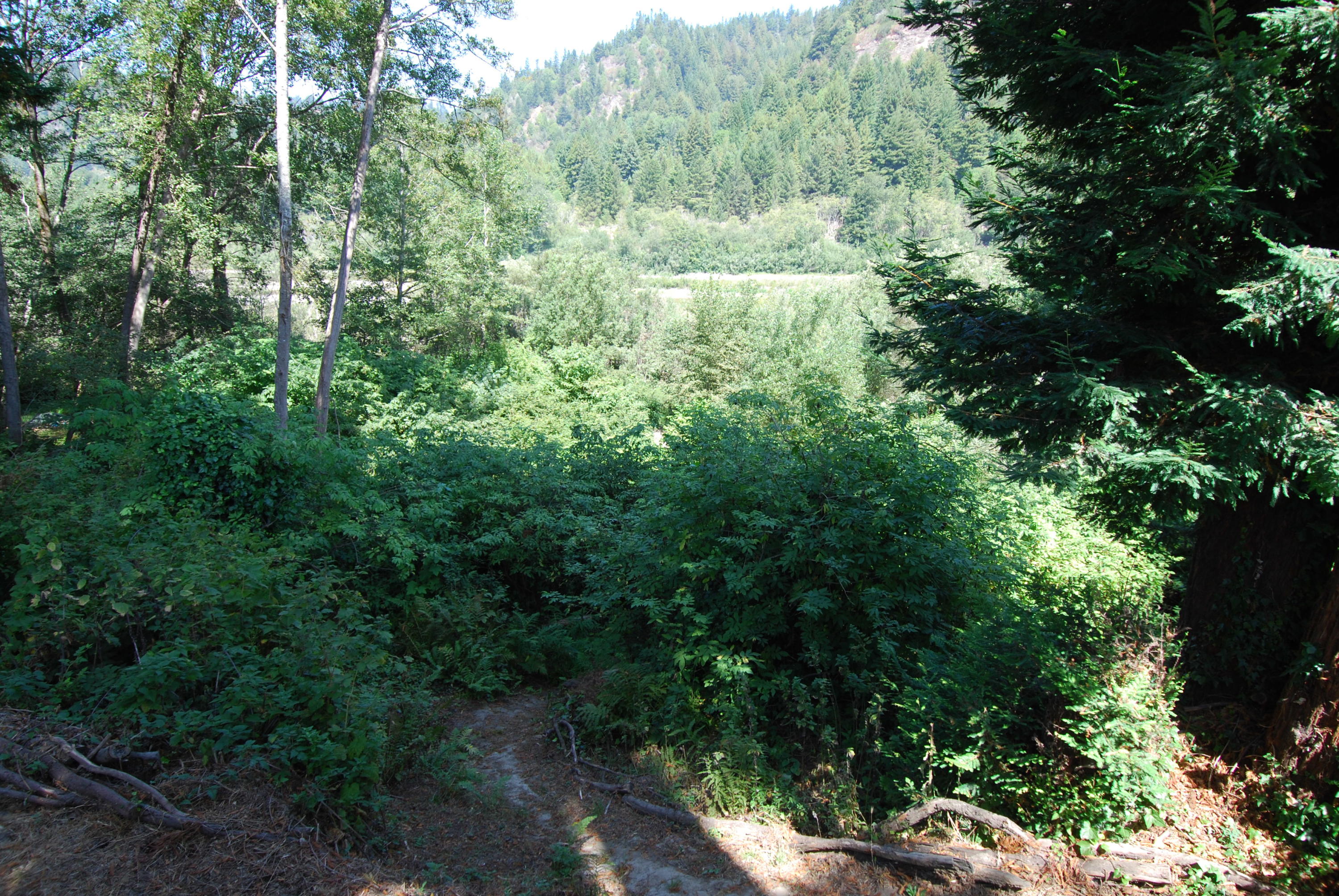 1173 Riverside Drive Rio Dell, CA 95562 - Photo 23 of 23 Walking path to River