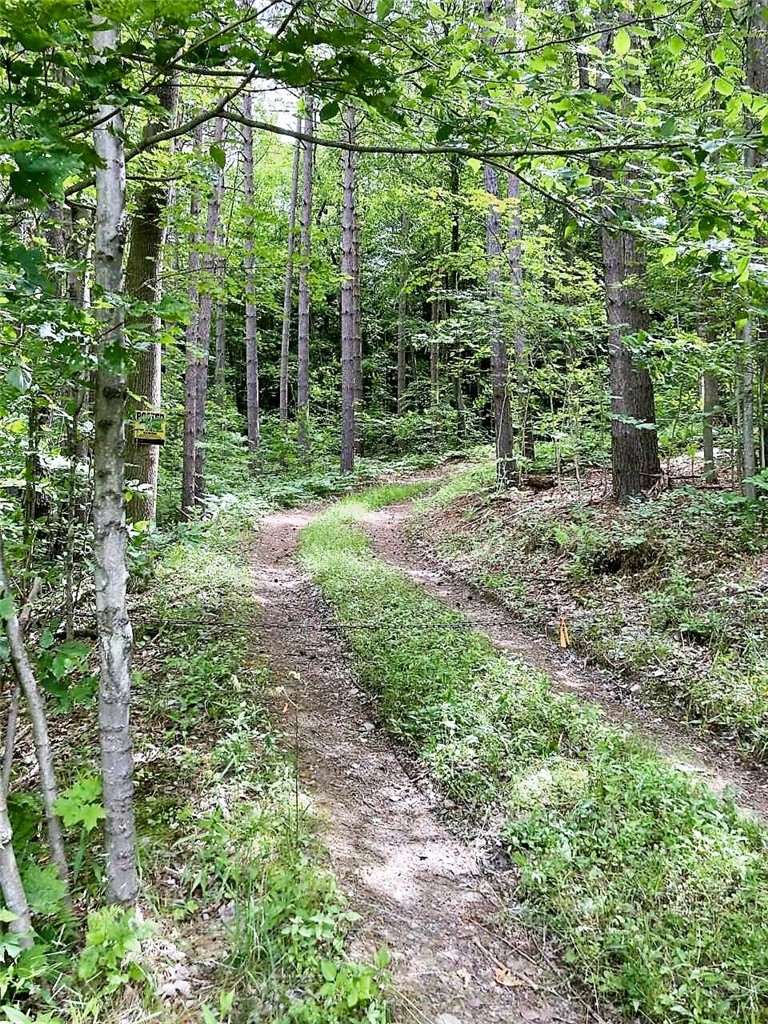 0 Zimmer Road East Avoca, NY 14809 - Photo 1 of 1 Driveway
