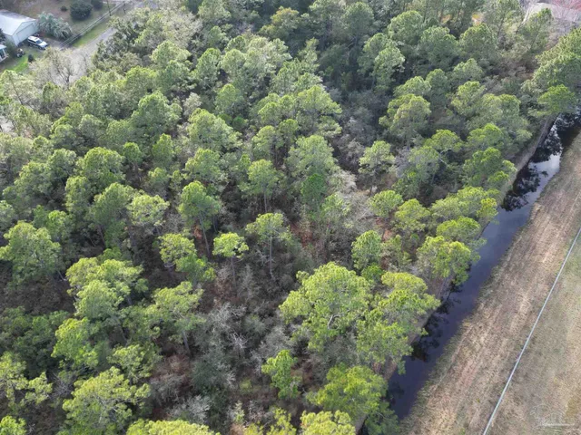 a view of a garden with plants and flowers