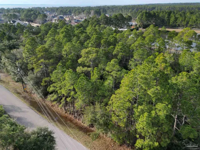 a view of a forest with a street