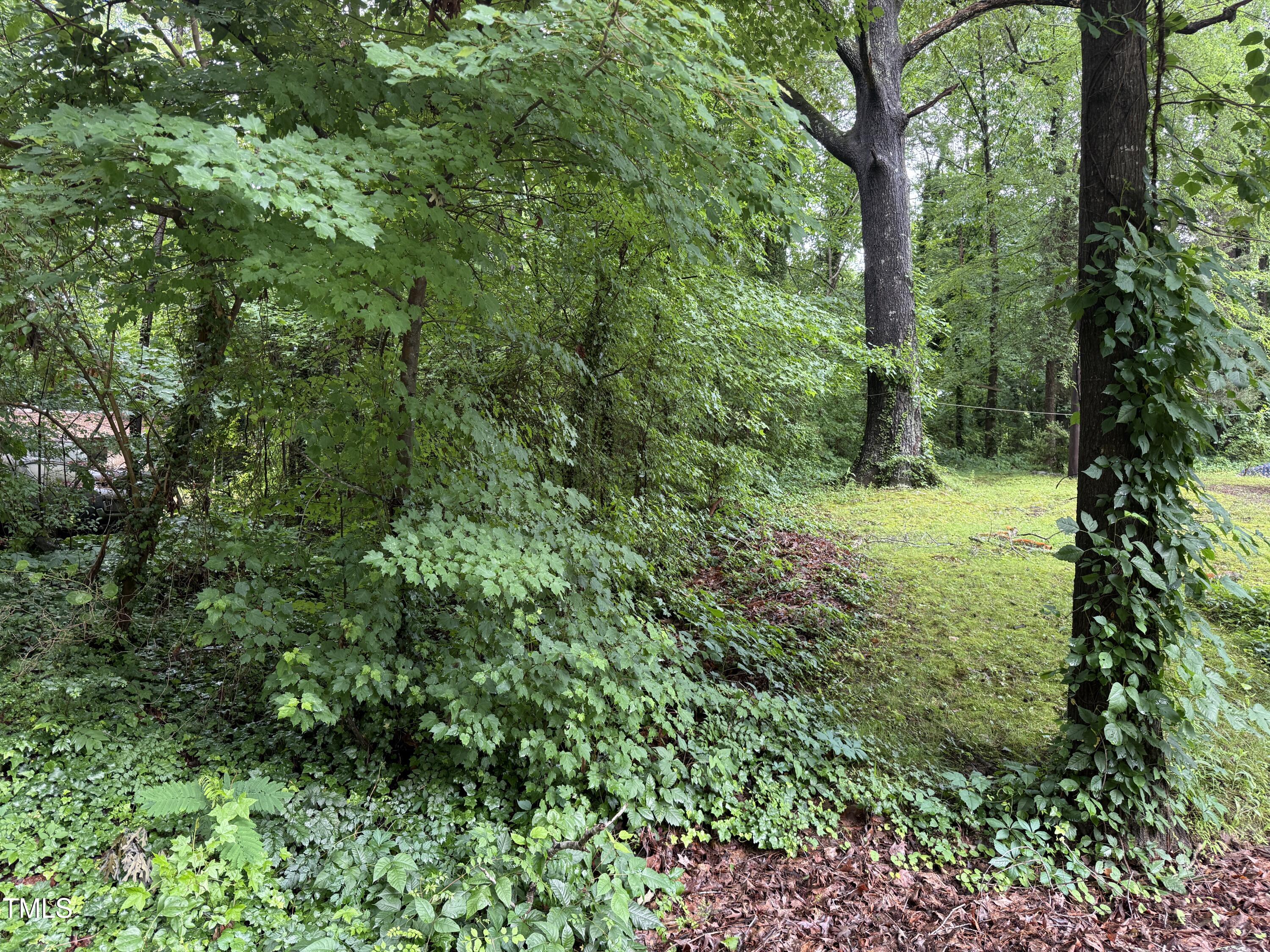a view of a lush green forest