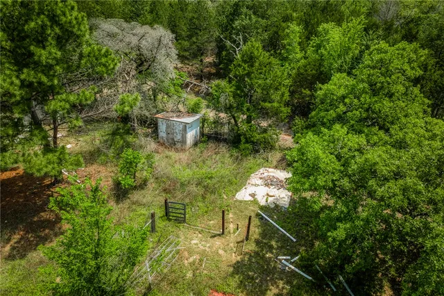 a close up of a plant in a garden