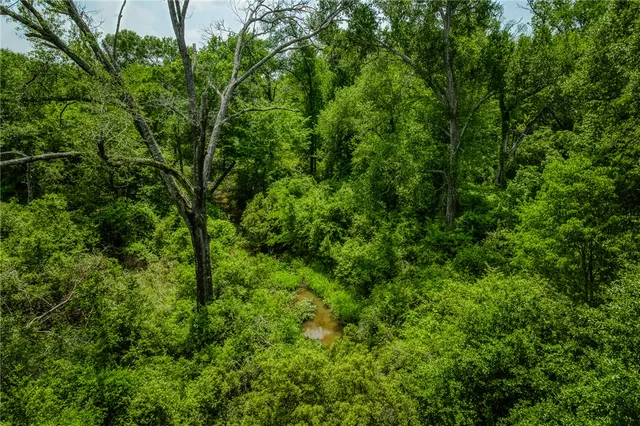 a view of a lush green forest