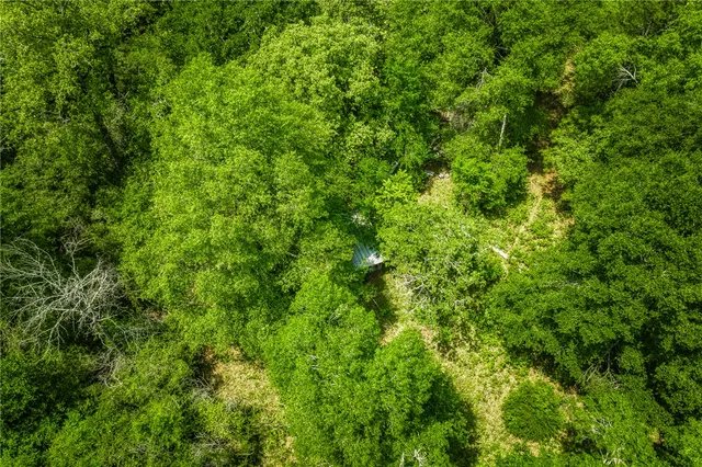 a view of a lush green forest