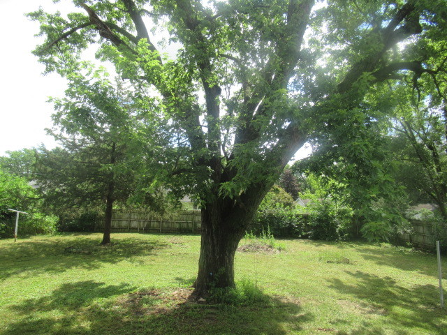 211 South Lafayette Street Byron, IL 61010 - Photo 25 of 26 a view of a yard with a tree