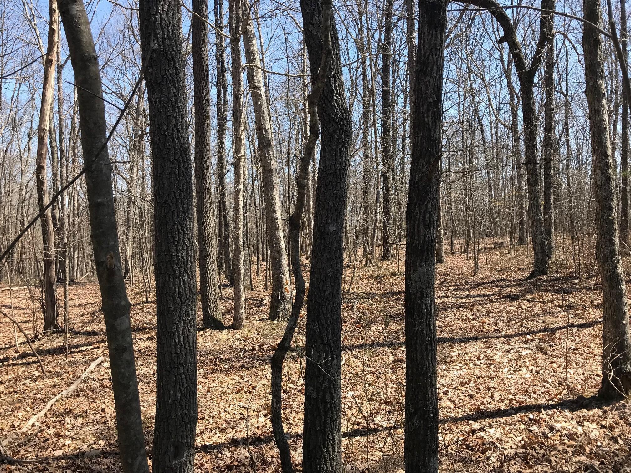 0 Greenfields Way North Dunlap, TN 37327 - Photo 16 of 26