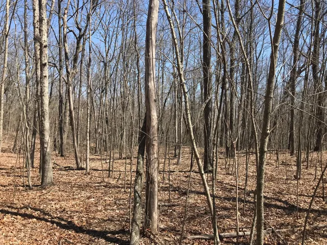 a view of a yard with lots of trees