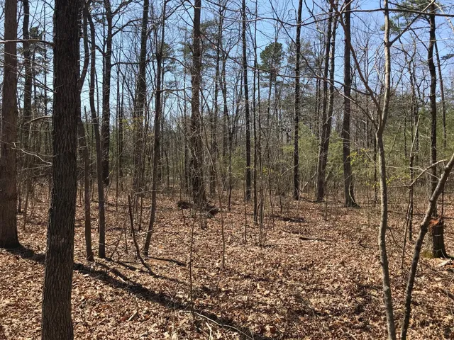 a view of a yard with lots of trees