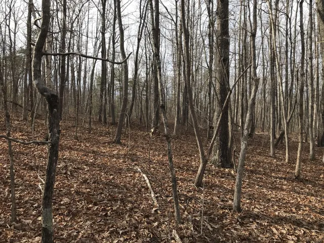 a view of three trees