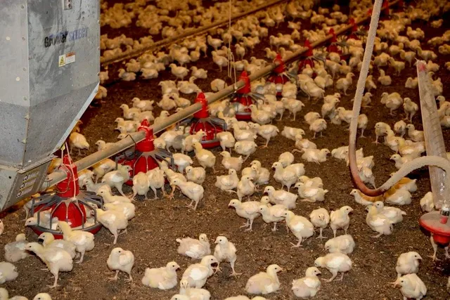 $1,750,000 | 1487 Maple Grove Church Road, Resaca, GA 30735