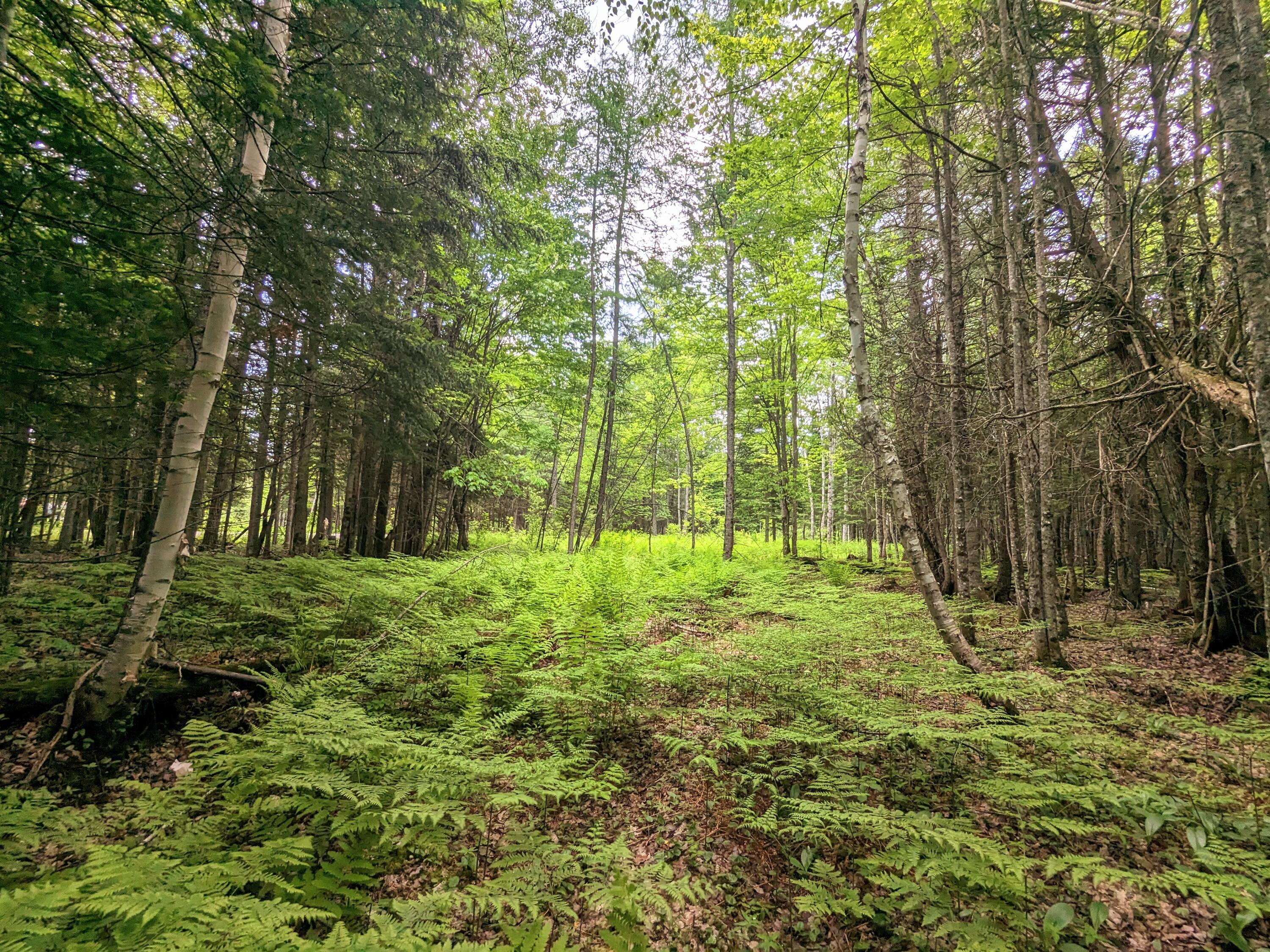 2 Map Road Stratton, ME 04982 - Photo 19 of 29 PXL_20230611_155051206~3