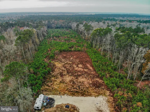 a view of a yard with plants and large trees