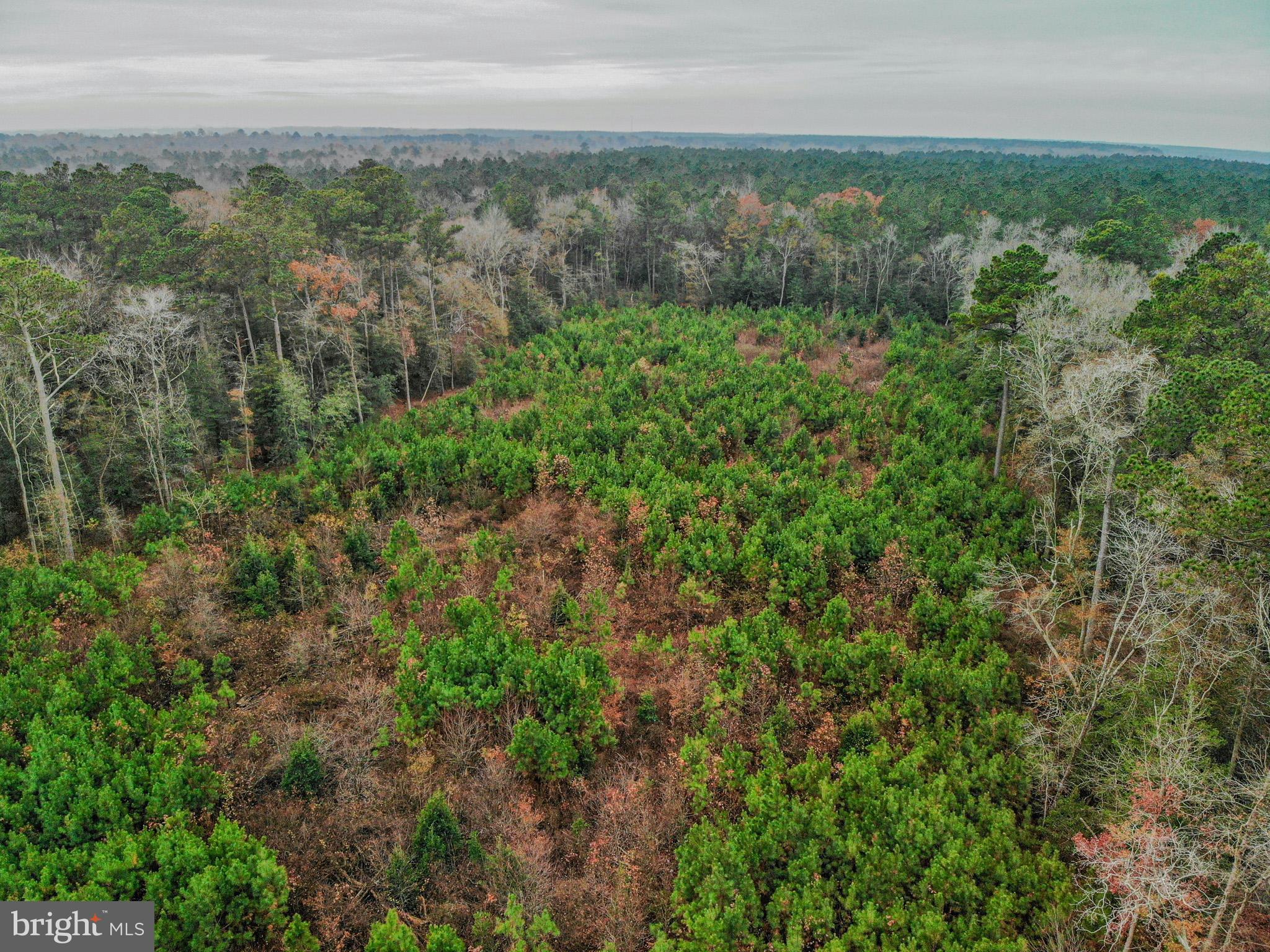 4833 Centennial Road Rhodesdale, MD 21659 - Photo 8 of 9 an aerial view of residential houses with outdoor space and trees
