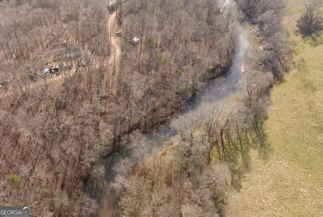 a close up of a tree in a yard