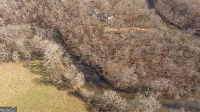 a close up of a tree
