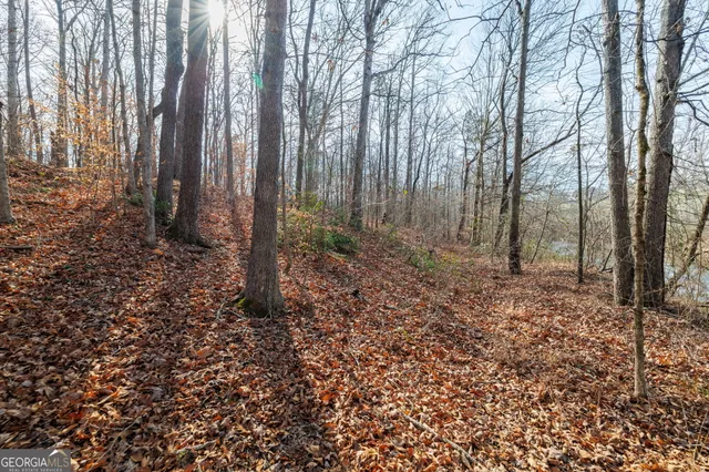 a view of a yard with large trees