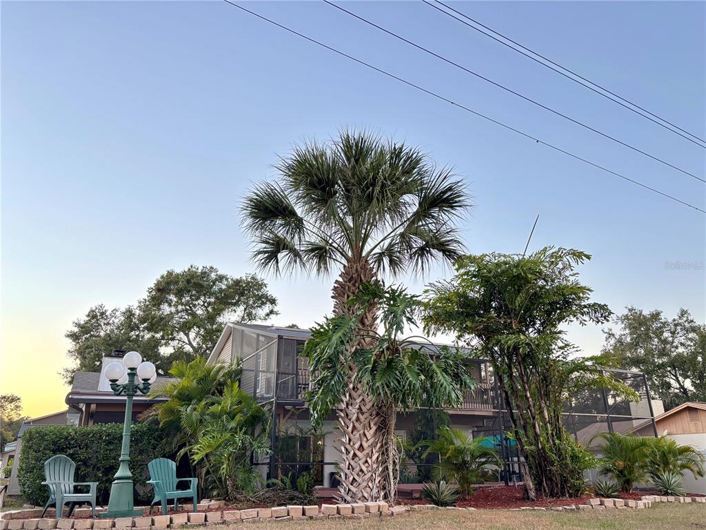 3904 Sweetleaf Drive Brandon, FL 33511 - Photo 9 of 34 a palm tree sitting in front of a house