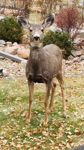 $300,000 | 290 Cobblestone Drive, Colorado Springs, CO 80906